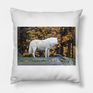 Arctic Wolf - Parc Omega, Quebec Pillow