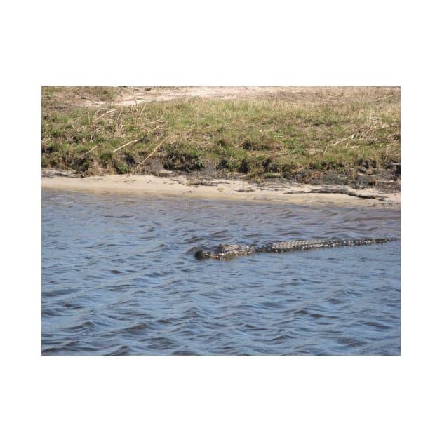 Alligator Swimming in the Water by Beautiful Cuteness