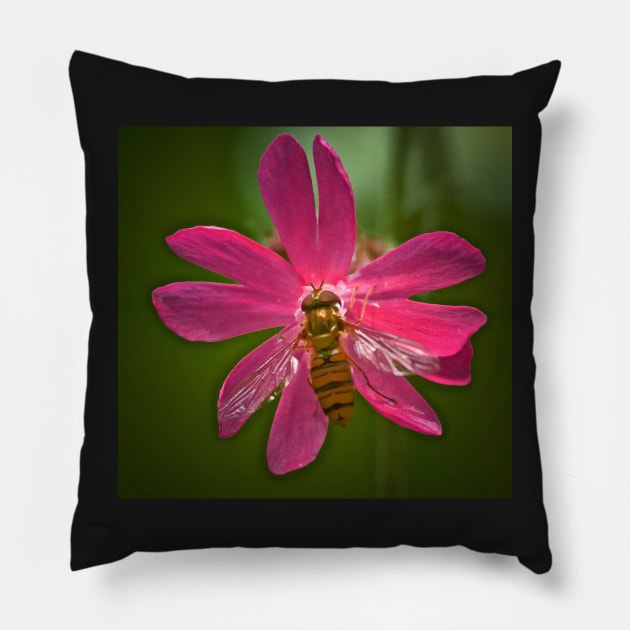 HOVER CHAMPION ON CAMPION Pillow by dumbodancer