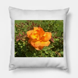 Exposition Park Rose Garden Study 3 Pillow