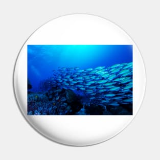 Tropical Fish on the Great Barrier Reef Pin