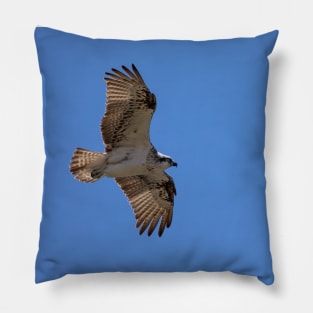 Osprey_VOA7596 Pillow