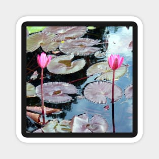 Pink Waterlilies in a Pond Magnet