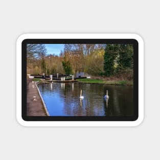 Swans At Greenham Lock Magnet