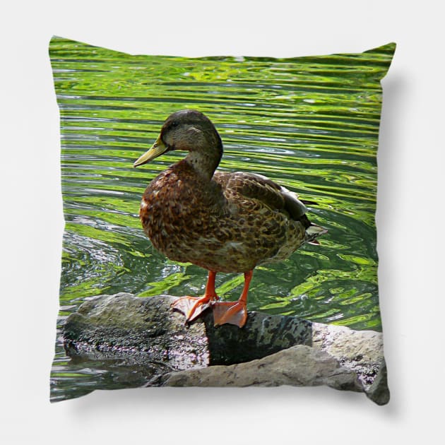 Birds - Duck on Rocks Pillow by SusanSavad