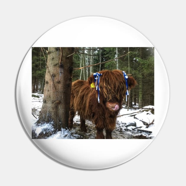 Scottish Highland Cattle Calf 1859 Pin by SaarelaHighland