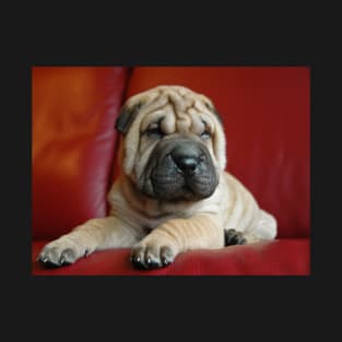 Baby Shar Pei T-Shirt