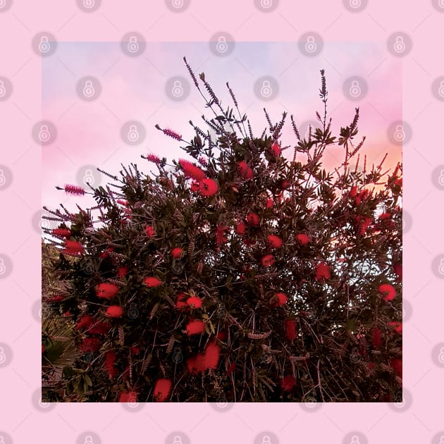 Bottlebrushes Against a Pink Sky by Mount Shots