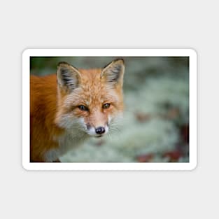 Red Fox Magnet