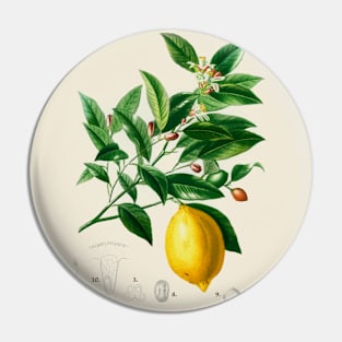 Lemon Antique Botanical Illustration Pin