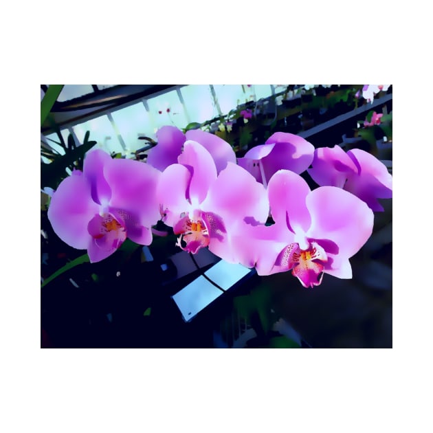 Gorgeous Orchids by JamesThomasRyan