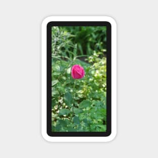 Hot Pink Rosebud Magnet