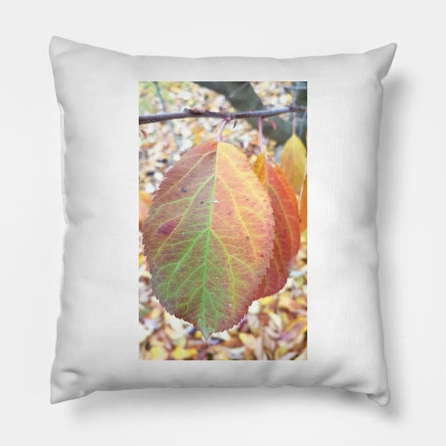 Apple Tree Leaves, Stawell, June 21, 2017 Pillow by AstroRisq