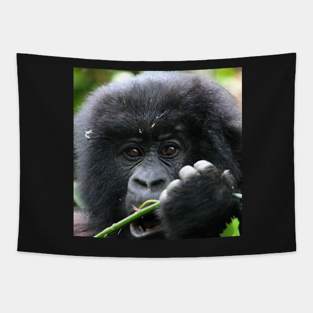 Juvenile Mountain Gorilla, Kwitonda Group, Rwanda, East Africa. Tapestry by Carole-Anne