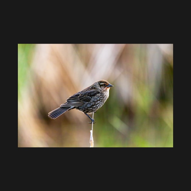 Female Red Wing Blackbird by jecphotography