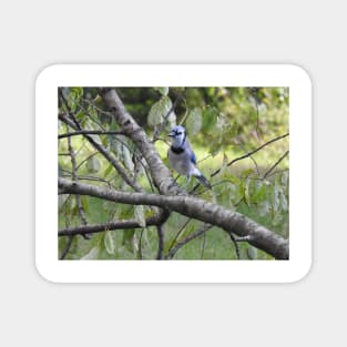 Blue jay, wildlife photography, wild birds Magnet