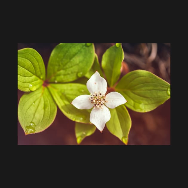 Bunchberry flower by jvnimages