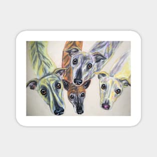 Colourful whippets Magnet