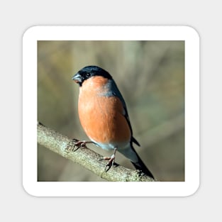 Male bullfinch Magnet