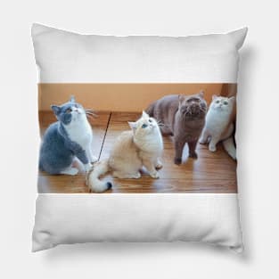 The cute cats gangs Pillow
