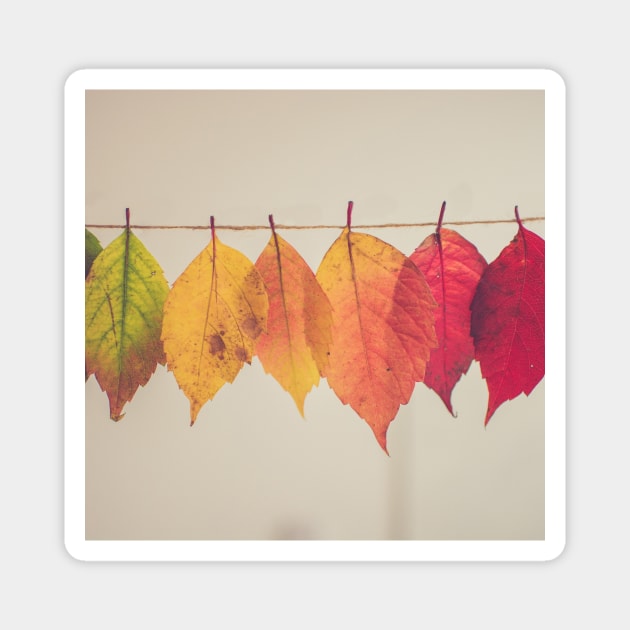 Autumnal leaves Magnet by 404PNW