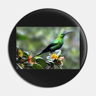 Malachite Sunbird, South Africa Pin