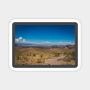 Sotol in the Chihuahuan Desert Magnet