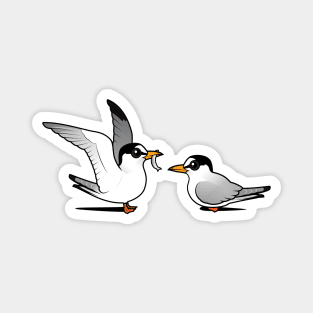 Least Terns in Love Magnet