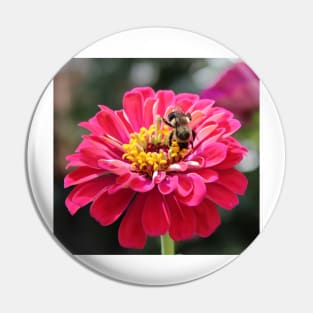 Bee Feeding On A Flower Pin