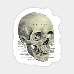 Victorian Anatomy Skull Magnet