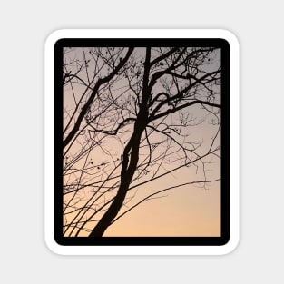 bare branch of tree after sunset Magnet