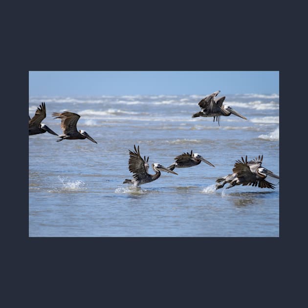 Brown Pelicans in Flight by Debra Martz