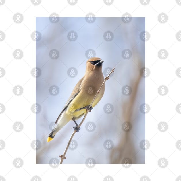 Cedar Waxwing by Jim Cumming