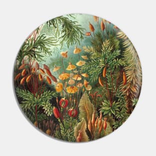 Tropical Moss Muscinae by Ernst Haeckel Pin