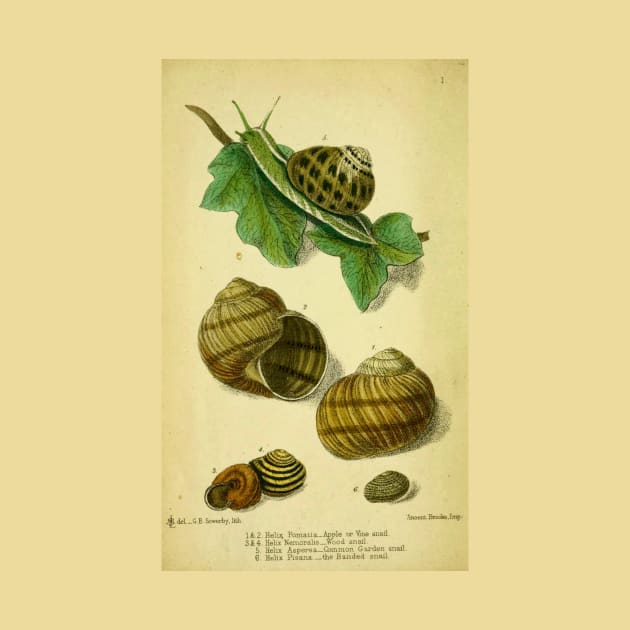 Vintage print of British edible snails by stevepaint