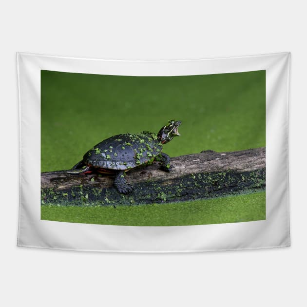 I am turtle, hear my roar! - Painted Turtle Tapestry by Jim Cumming