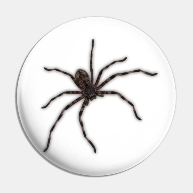 Huntsman Spider (Delena cancerides) Pin by Red Wolf