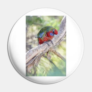 Juvenile crimson rosella 02 Pin