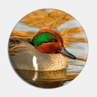 Green-Winged Teal Duck on Golden Pond Pin