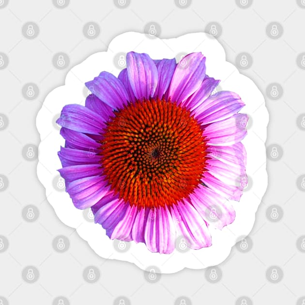 pink daisy outline Magnet by janmarvin