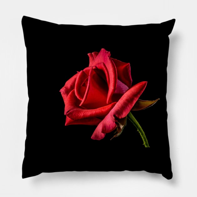 One rose says more than the dozen- Wendy Craig Pillow by Nascent Kings