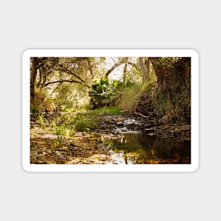 Photo of Peaceful Jungle Stream in California V1 Magnet