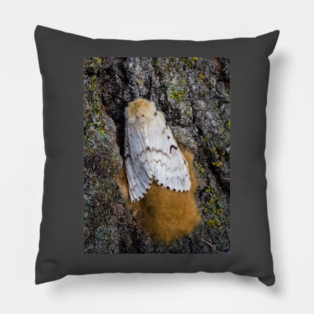 Gypsy Moth Close-up 2 Pillow by Robert Alsop