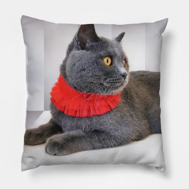 Shorthair Cat Staring At Something Interesting - British Blue Cat Pillow by Marian Voicu