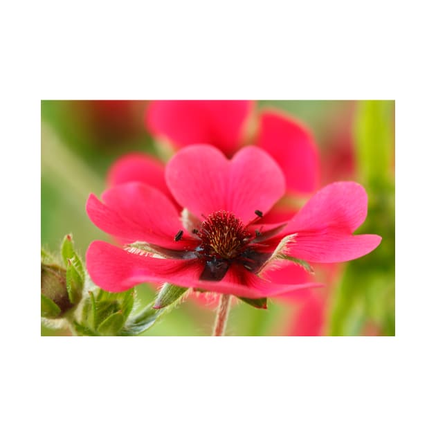 Potentilla nepalensis  Nepal Cinquefoil by chrisburrows