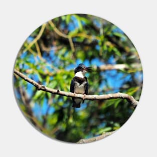 Belted Kingfisher Perched In A Tree Pin