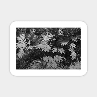 Glacier National Park Ferns in black and white Magnet