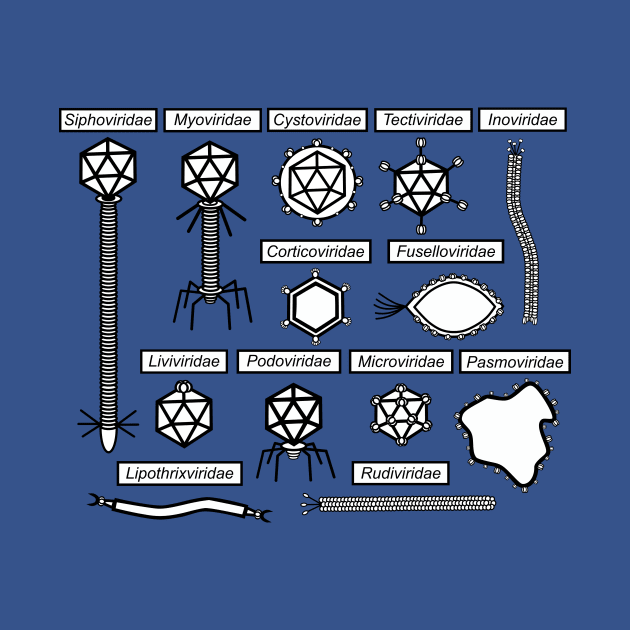 Bacteriophages families by albino747