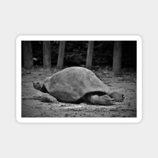 Tortoise Relaxing Magnet