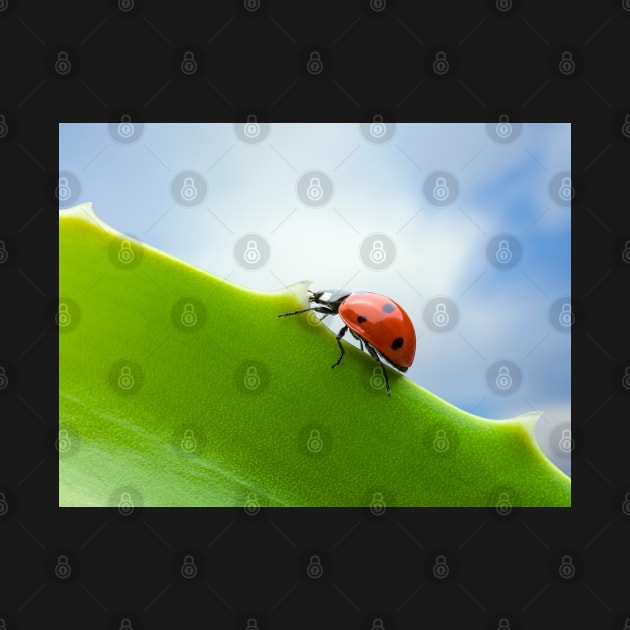 Wall Art - Ladybird, Ladybug Ascent - Photo print, canvas, artboard print Canvas Print by DigillusionStudio